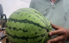吃瓜现场第一位网红是谁,揭秘第一位网红的诞生之谜